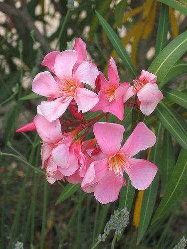 Baladre (Nerium oliander)