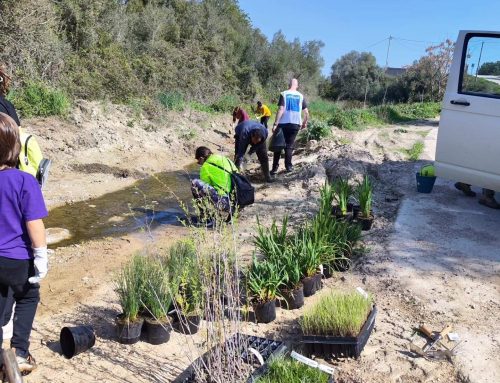 Jornada de revegetació a la Zona Humida del Barranc de El Safranar